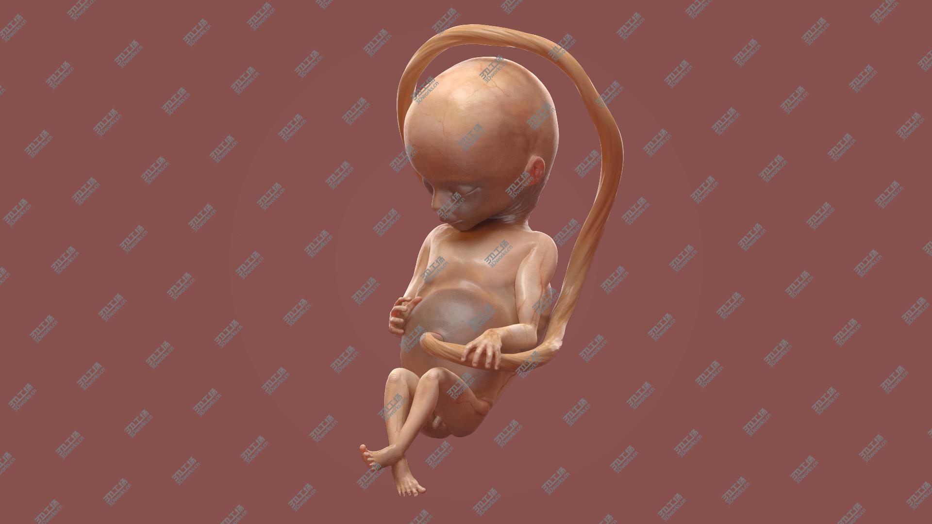 images/goods_img/202105074/3D Second Trimester Human Fetus 16 Weeks/2.jpg